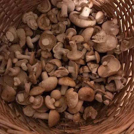 El Herrero Casa Rural * Herreros