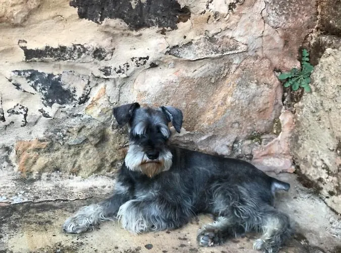 El Herrero Casa Rural Kır Evi *