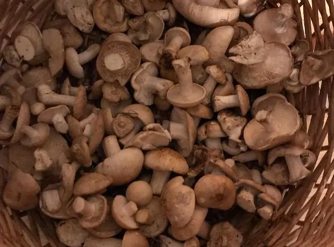 El Herrero Casa Rural * Herreros